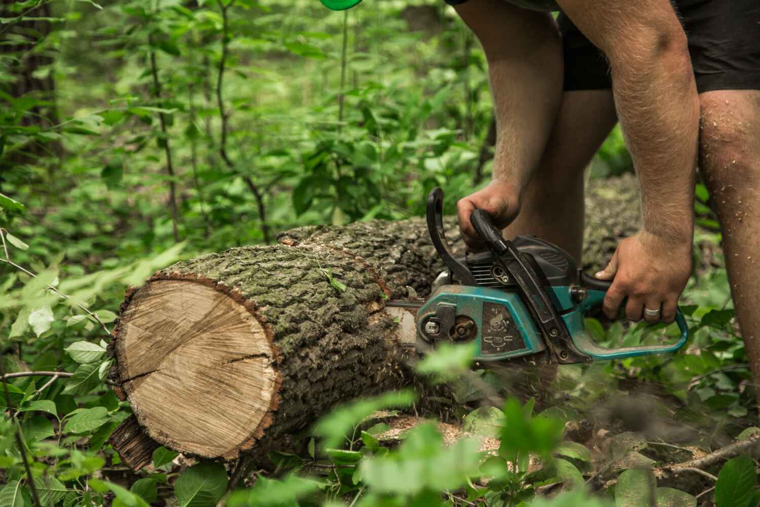 The Steps Involved in Our Tree Care Process in Naples Park, FL